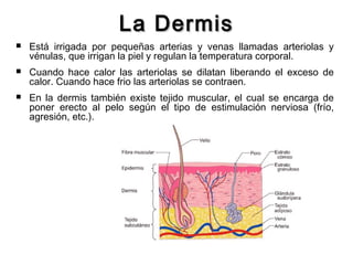 La Dermis


Está irrigada por pequeñas arterias y venas llamadas arteriolas y
vénulas, que irrigan la piel y regulan la temperatura corporal.



Cuando hace calor las arteriolas se dilatan liberando el exceso de
calor. Cuando hace frio las arteriolas se contraen.



En la dermis también existe tejido muscular, el cual se encarga de
poner erecto al pelo según el tipo de estimulación nerviosa (frío,
agresión, etc.).

 