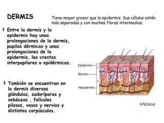 DERMIS

Tiene mayor grosor que la epidermis. Sus células están
más separadas y con muchas fibras intermedias.

Entre la dermis y la
epidermis hay unas
prolongaciones de la dermis,
papilas dérmicas y unas
prolongaciones de la
epidermis, las crestas
interpapilares o epidérmicas.

También se encuentran en
la dermis diversas
glándulas, sudoríparas y
sebáceas , folículos
pilosos, vasos y nervios y
distintos corpúsculos.

 