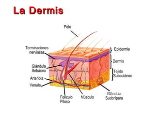 La Dermis
Pelo

Terminaciones
nerviosas

Epidermis
Dermis

Glándula
Sebácea

Tejido
Subcutáneo

Arteriola
Venula
Folículo
Piloso

Músculo

Glándula
Sudorípara

 