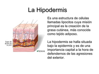 La Hipodermis
Es una estructura de células
llamadas lipocitos cuya misión
principal es la creación de la
grasa cutánea, más conocida
como tejido adiposo.
La hipodermis se halla situada
bajo la epidermis y es de una
importancia capital a la hora de
defendernos de las agresiones
del exterior.

 