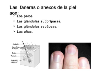 Las faneras o anexos de la piel
son:
 Los pelos


Las glándulas sudoríparas.



Las glándulas sebáceas.



Las uñas.

 