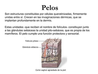 Pelos
Son estructuras constituidas por células queratinizadas, firmemente
unidas entre sí. Crecen en las invaginaciones dérmicas, que se
implantan profundamente en la dermis.
Estas unidades -que reciben el nombre de folículos- constituyen junto
a las glándulas sebáceas la unidad pilo-sebácea, que es propia de los
mamíferos. El pelo cumple una función protectora y sensorial.

 
