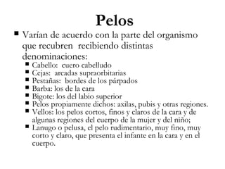 Pelos



Varían de acuerdo con la parte del organismo
que recubren recibiendo distintas
denominaciones:









Cabello: cuero cabelludo
Cejas: arcadas supraorbitarias
Pestañas: bordes de los párpados
Barba: los de la cara
Bigote: los del labio superior
Pelos propiamente dichos: axilas, pubis y otras regiones.
Vellos: los pelos cortos, finos y claros de la cara y de
algunas regiones del cuerpo de la mujer y del niño;
Lanugo o pelusa, el pelo rudimentario, muy fino, muy
corto y claro, que presenta el infante en la cara y en el
cuerpo.

 