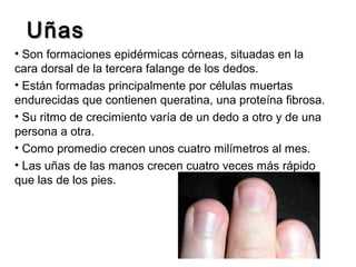 Uñas
• Son formaciones epidérmicas córneas, situadas en la
cara dorsal de la tercera falange de los dedos.
• Están formadas principalmente por células muertas
endurecidas que contienen queratina, una proteína fibrosa.
• Su ritmo de crecimiento varía de un dedo a otro y de una
persona a otra.
• Como promedio crecen unos cuatro milímetros al mes.
• Las uñas de las manos crecen cuatro veces más rápido
que las de los pies.

 