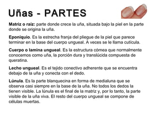 Uñas - PARTES
Matriz o raíz: parte donde crece la uña, situada bajo la piel en la parte
donde se origina la uña.
Eponiquio. Es la estrecha franja del pliegue de la piel que parece
terminar en la base del cuerpo ungueal. A veces se le llama cutícula.
Cuerpo o lamina ungueal. Es la estructura córnea que normalmente
conocemos como uña, la porción dura y translúcida compuesta de
queratina.
Lecho ungueal. Es el tejido conectivo adherente que se encuentra
debajo de la uña y conecta con el dedo.
Lúnula. Es la parte blanquecina en forma de medialuna que se
observa casi siempre en la base de la uña. No todos los dedos la
tienen visible. La lúnula es el final de la matriz y, por lo tanto, la parte
visible de la uña viva. El resto del cuerpo ungueal se compone de
células muertas.

 