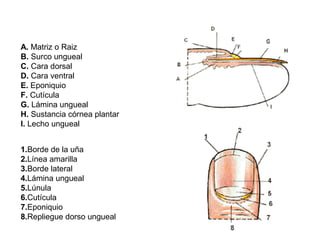 A. Matriz o Raiz
B. Surco ungueal
C. Cara dorsal
D. Cara ventral
E. Eponiquio
F. Cutícula
G. Lámina ungueal
H. Sustancia córnea plantar
I. Lecho ungueal
1.Borde de la uña
2.Línea amarilla
3.Borde lateral
4.Lámina ungueal
5.Lúnula
6.Cutícula
7.Eponiquio
8.Repliegue dorso ungueal

 