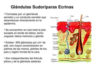 Glándulas Sudoríparas Ecrinas
• Formadas por un glomérulo
secretor y un conducto excretor que
desembocan directamente en la
epidermis.
• Se encuentran en casi toda la piel,
excepto en borde de labios, lecho
ungueal, labios menores y glande
• Existen 600 glándulas por cm2 de
piel, con mayor concentración en
palmas de las manos, plantas de los
pies y región frontal de la cara.
• Son independientes del folículo
piloso y de la glándula sebácea

 