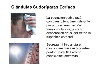 Glándulas Sudoríparas Ecrinas
La secreción ecrina está
compuesta fundamentalmente
por agua y tiene función
termoreguladora, pues la
evaporación del sudor enfría la
superficie corporal.
Segregan 1 litro al día en
condiciones basales y pueden
perder hasta 10 litros en
condiciones extremas.

 