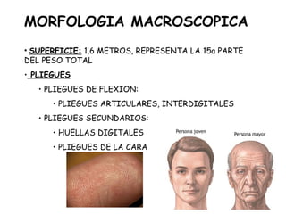 MORFOLOGIA MACROSCOPICA
• SUPERFICIE: 1.6 METROS, REPRESENTA LA 15a PARTE
DEL PESO TOTAL
• PLIEGUES
• PLIEGUES DE FLEXION:
• PLIEGUES ARTICULARES, INTERDIGITALES
• PLIEGUES SECUNDARIOS:
• HUELLAS DIGITALES
• PLIEGUES DE LA CARA

 