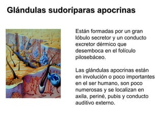 Glándulas sudoríparas apocrinas
Están formadas por un gran
lóbulo secretor y un conducto
excretor dérmico que
desemboca en el folículo
pilosebáceo.
Las glándulas apocrinas están
en involución o poco importantes
en el ser humano, son poco
numerosas y se localizan en
axila, periné, pubis y conducto
auditivo externo.

 
