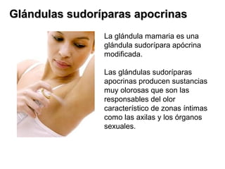 Glándulas sudoríparas apocrinas
La glándula mamaria es una
glándula sudorípara apócrina
modificada.
Las glándulas sudoríparas
apocrinas producen sustancias
muy olorosas que son las
responsables del olor
característico de zonas íntimas
como las axilas y los órganos
sexuales.

 