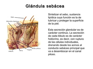 Glándula sebácea
Sintetizar el sebo, sustancia
lipídica cuya función es la de
lubricar y proteger la superficie
de la piel.
Esta secreción glandular es de
carácter continuo. La secreción
de cada lóbulo es de carácter
holócrino, es decir, con ruptura
de las células individuales,
drenando desde los acinos al
conducto sebáceo principal que
va a desembocar en el canal
piloso.

 