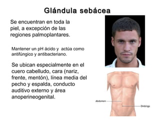 Glándula sebácea
Se encuentran en toda la
piel, a excepción de las
regiones palmoplantares.
Mantener un pH ácido y actúa como
antifúngico y antibacteriano.

Se ubican especialmente en el
cuero cabelludo, cara (nariz,
frente, mentón), línea media del
pecho y espalda, conducto
auditivo externo y área
anoperineogenital.

 