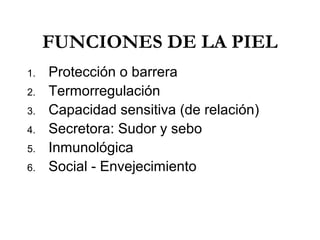 FUNCIONES DE LA PIEL
1.
2.
3.
4.
5.
6.

Protección o barrera
Termorregulación
Capacidad sensitiva (de relación)
Secretora: Sudor y sebo
Inmunológica
Social - Envejecimiento

 