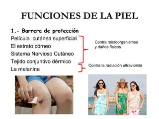 FUNCIONES DE LA PIEL
1.- Barrera de protección
Película cutánea superficial
El estrato córneo
Sistema Nervioso Cutáneo
Tejido conjuntivo dérmico
La melanina

Contra microorganismos
y daños físicos

Contra la radiación ultravioleta

 
