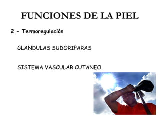 FUNCIONES DE LA PIEL
2.- Termoregulación
GLANDULAS SUDORIPARAS
SISTEMA VASCULAR CUTANEO

 