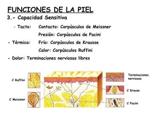 FUNCIONES DE LA PIEL

3.- Capacidad Sensitiva
- Tacto:

Contacto: Corpúsculos de Meissner
Presión: Corpúsculos de Pacini

- Térmica:

Frío: Corpúsculos de Krausse
Calor: Corpúsculos Ruffini

- Dolor: Terminaciones nerviosas libres

C Ruffini

Terminaciones
nerviosas

C Krause
C Meissner

C Pacini

 