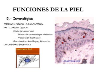 FUNCIONES DE LA PIEL
5.- Inmunológica
EPIDERMIS: PRIMERA LINEA DE DEFENSA
PARTICIPACION CELULAR
Células de Langherhans:
Interacción con macrófagos y linfocitos
Presentación de antígenos
Queratinocitos, Macrófagos y Melanocitos
UNION DERMO-EPIDERMICA

 