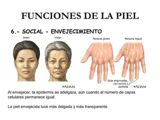 FUNCIONES DE LA PIEL
6.- SOCIAL - ENVEJECIMIENTO

Al envejecer, la epidermis se adelgaza, aun cuando el número de capas
celulares permanece igual.
La piel envejecida luce más delgada y más transparente

 