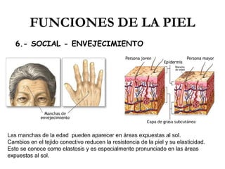 FUNCIONES DE LA PIEL
6.- SOCIAL - ENVEJECIMIENTO

Las manchas de la edad pueden aparecer en áreas expuestas al sol.
Cambios en el tejido conectivo reducen la resistencia de la piel y su elasticidad.
Esto se conoce como elastosis y es especialmente pronunciado en las áreas
expuestas al sol.

 