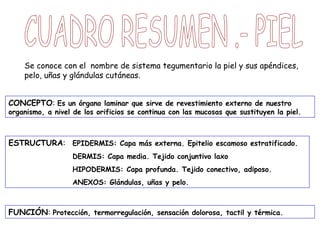Se conoce con el nombre de sistema tegumentario la piel y sus apéndices,
pelo, uñas y glándulas cutáneas.
CONCEPTO: Es un órgano laminar que sirve de revestimiento externo de nuestro

organismo, a nivel de los orificios se continua con las mucosas que sustituyen la piel.

ESTRUCTURA: EPIDERMIS: Capa más externa. Epitelio escamoso estratificado.
DERMIS: Capa media. Tejido conjuntivo laxo
HIPODERMIS: Capa profunda. Tejido conectivo, adiposo.
ANEXOS: Glándulas, uñas y pelo.

FUNCIÓN: Protección, termorregulación, sensación dolorosa, tactil y térmica.

 