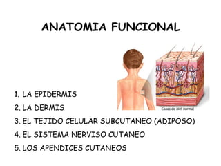 ANATOMIA FUNCIONAL

1. LA EPIDERMIS
2. LA DERMIS
3. EL TEJIDO CELULAR SUBCUTANEO (ADIPOSO)
4. EL SISTEMA NERVISO CUTANEO
5. LOS APENDICES CUTANEOS

 