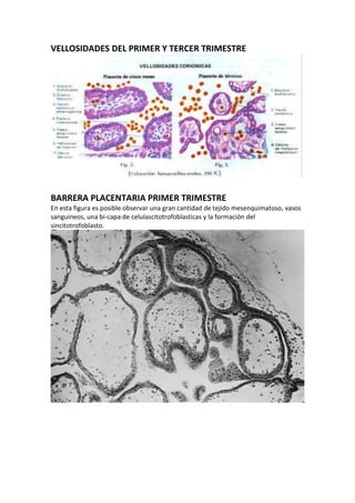VELLOSIDADES DEL PRIMER Y TERCER TRIMESTRE




BARRERA PLACENTARIA PRIMER TRIMESTRE
En esta figura es posible observar una gran cantidad de tejido mesenquimatoso, vasos
sanguineos, una bi-capa de celulascitotrofoblasticas y la formación del
sincitotrofoblasto.
 