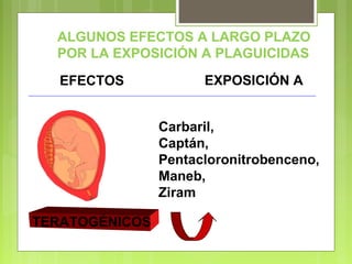 ALGUNOS EFECTOS A LARGO PLAZO
POR LA EXPOSICIÓN A PLAGUICIDAS
EFECTOS EXPOSICIÓN A
TERATOGÉNICOS
Carbaril,
Captán,
Pentacloronitrobenceno,
Maneb,
Ziram
 