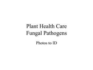 Plant Health Care Fungal Pathogens Photos to ID 