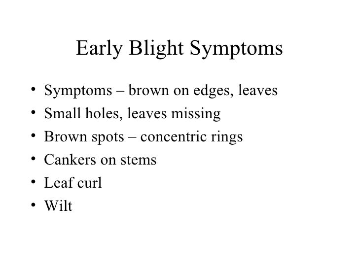 blight meaning blight meaning