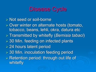 Disease Cycle
➢ Not seed or soil-borne
➢ Over winter on alternate hosts (tomato,
tobacco, beans, lehli, okra, datura etc
➢ Transmitted by whitefly (Bemisia tabaci)
➢ 30 Min. feeding on infected plants
➢ 24 hours latent period
➢ 30 Min. inoculation feeding period
➢ Retention period: through out life of
whitefly
 