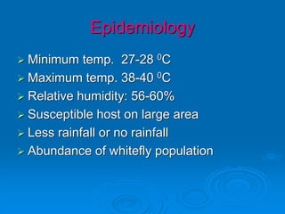 Epidemiology
➢ Minimum temp. 27-28 0C
➢ Maximum temp. 38-40 0C
➢ Relative humidity: 56-60%
➢ Susceptible host on large area
➢ Less rainfall or no rainfall
➢ Abundance of whitefly population
 
