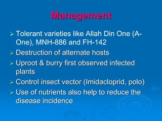Management
➢ Tolerant varieties like Allah Din One (A-
One), MNH-886 and FH-142
➢ Destruction of alternate hosts
➢ Uproot & burry first observed infected
plants
➢ Control insect vector (Imidacloprid, polo)
➢ Use of nutrients also help to reduce the
disease incidence
 
