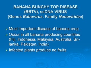 BANANA BUNCHY TOP DISEASE
(BBTV), ssDNA VIRUS
(Genus Babuvirus, Family Nanoviridae)
➢ Most important disease of banana crop
➢ Occur in all banana producing countries
(Fiji, Indonesia, Malaysia, Australia, Sri-
lanka, Pakistan, India)
➢ Infected plants produce no fruits
 