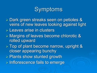Symptoms
➢ Dark green streaks seen on petioles &
veins of new leaves looking against light
➢ Leaves arise in clusters
➢ Margins of leaves become chlorotic &
rolled upward
➢ Top of plant become narrow, upright &
closer appearing bunchy
➢ Plants show stunted growth
➢ Inflorescence fails to emerge
 