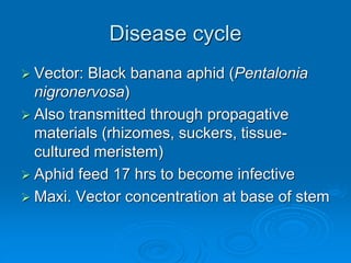 Disease cycle
➢ Vector: Black banana aphid (Pentalonia
nigronervosa)
➢ Also transmitted through propagative
materials (rhizomes, suckers, tissue-
cultured meristem)
➢ Aphid feed 17 hrs to become infective
➢ Maxi. Vector concentration at base of stem
 