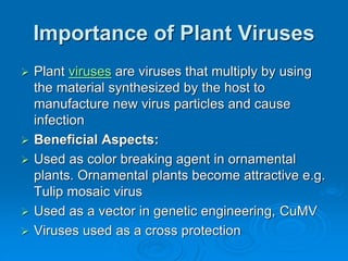 Importance of Plant Viruses
➢ Plant viruses are viruses that multiply by using
the material synthesized by the host to
manufacture new virus particles and cause
infection
➢ Beneficial Aspects:
➢ Used as color breaking agent in ornamental
plants. Ornamental plants become attractive e.g.
Tulip mosaic virus
➢ Used as a vector in genetic engineering, CuMV
➢ Viruses used as a cross protection
 