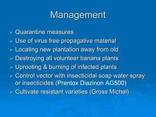 Management
➢ Quarantine measures
➢ Use of virus free propagative material
➢ Locating new plantation away from old
➢ Destroying all volunteer banana plants
➢ Uprooting & burning of infected plants
➢ Control vector with insecticidal soap water spray
or insecticides (Prentox Diazinon AG500)
➢ Cultivate resistant varieties (Gross Michel)
 