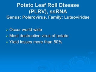 Potato Leaf Roll Disease
(PLRV), ssRNA
Genus: Polerovirus, Family: Luteoviridae
➢ Occur world wide
➢ Most destructive virus of potato
➢ Yield losses more than 50%
 