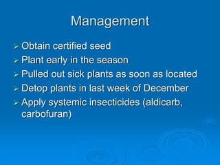 Management
➢ Obtain certified seed
➢ Plant early in the season
➢ Pulled out sick plants as soon as located
➢ Detop plants in last week of December
➢ Apply systemic insecticides (aldicarb,
carbofuran)
 