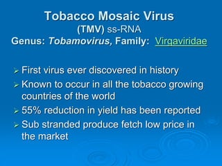 Tobacco Mosaic Virus
(TMV) ss-RNA
Genus: Tobamovirus, Family: Virgaviridae
➢ First virus ever discovered in history
➢ Known to occur in all the tobacco growing
countries of the world
➢ 55% reduction in yield has been reported
➢ Sub stranded produce fetch low price in
the market
 