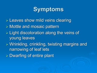 Symptoms
➢ Leaves show mild veins clearing
➢ Mottle and mosaic pattern
➢ Light discoloration along the veins of
young leaves
➢ Wrinkling, crinkling, twisting margins and
narrowing of leaf lets
➢ Dwarfing of entire plant
 