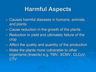 Harmful Aspects
➢ Causes harmful diseases in humans, animals,
and plants
➢ Cause reduction in the growth of the plants.
➢ Reduction in yield and ultimately failure of the
crop
➢ Affect the quality and quantity of the production
➢ Make the plants more vulnerable to other
organisms (Insects) e.g. TMV, SCMV, CLCuV,
CTV
 