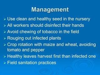 Management
➢ Use clean and healthy seed in the nursery
➢ All workers should disinfect their hands
➢ Avoid chewing of tobacco in the field
➢ Rouging out infected plants
➢ Crop rotation with maize and wheat, avoiding
tomato and pepper
➢ Healthy leaves harvest first than infected one
➢ Field sanitation practices
 