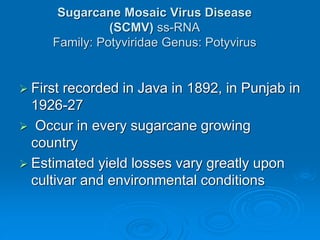 Sugarcane Mosaic Virus Disease
(SCMV) ss-RNA
Family: Potyviridae Genus: Potyvirus
➢ First recorded in Java in 1892, in Punjab in
1926-27
➢ Occur in every sugarcane growing
country
➢ Estimated yield losses vary greatly upon
cultivar and environmental conditions
 