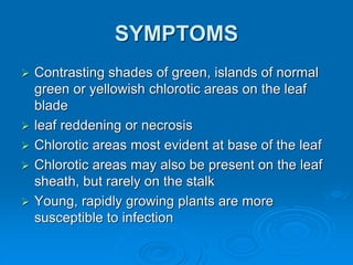 SYMPTOMS
➢ Contrasting shades of green, islands of normal
green or yellowish chlorotic areas on the leaf
blade
➢ leaf reddening or necrosis
➢ Chlorotic areas most evident at base of the leaf
➢ Chlorotic areas may also be present on the leaf
sheath, but rarely on the stalk
➢ Young, rapidly growing plants are more
susceptible to infection
 