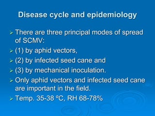 Disease cycle and epidemiology
➢ There are three principal modes of spread
of SCMV:
➢ (1) by aphid vectors,
➢ (2) by infected seed cane and
➢ (3) by mechanical inoculation.
➢ Only aphid vectors and infected seed cane
are important in the field.
➢ Temp. 35-38 ºC, RH 68-78%
 