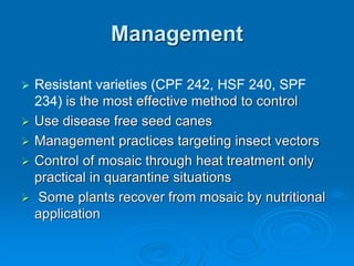 Management
➢ Resistant varieties (CPF 242, HSF 240, SPF
234) is the most effective method to control
➢ Use disease free seed canes
➢ Management practices targeting insect vectors
➢ Control of mosaic through heat treatment only
practical in quarantine situations
➢ Some plants recover from mosaic by nutritional
application
 