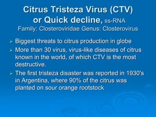 Citrus Tristeza Virus (CTV)
or Quick decline, ss-RNA
Family: Closteroviridae Genus: Closterovirus
➢ Biggest threats to citrus production in globe
➢ More than 30 virus, virus-like diseases of citrus
known in the world, of which CTV is the most
destructive.
➢ The first tristeza disaster was reported in 1930's
in Argentina, where 90% of the citrus was
planted on sour orange rootstock
 