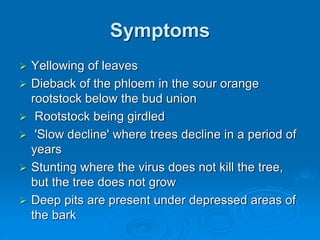Symptoms
➢ Yellowing of leaves
➢ Dieback of the phloem in the sour orange
rootstock below the bud union
➢ Rootstock being girdled
➢ 'Slow decline' where trees decline in a period of
years
➢ Stunting where the virus does not kill the tree,
but the tree does not grow
➢ Deep pits are present under depressed areas of
the bark
 